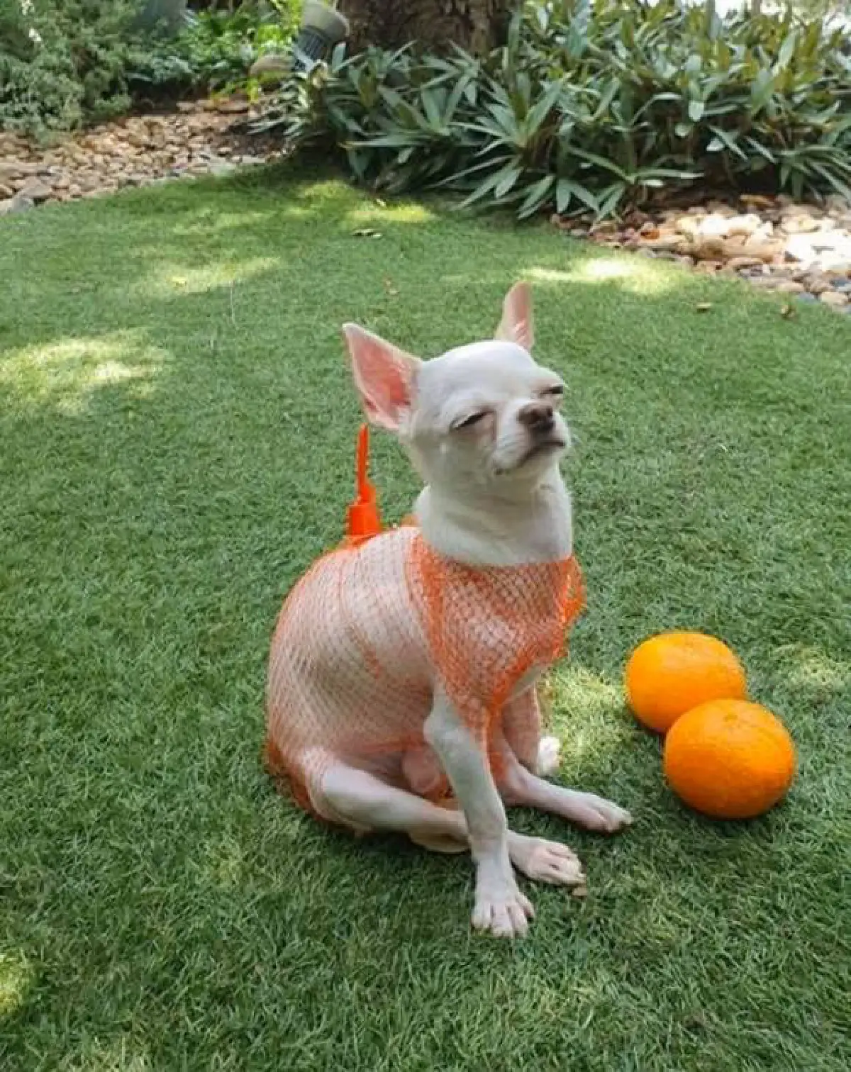 ส่องภาพน่ารัก! ปาล์มมี่ จับน้องหมา แต่งตัวแบบมีสไตล์ด้วยชุด D.I.Y 