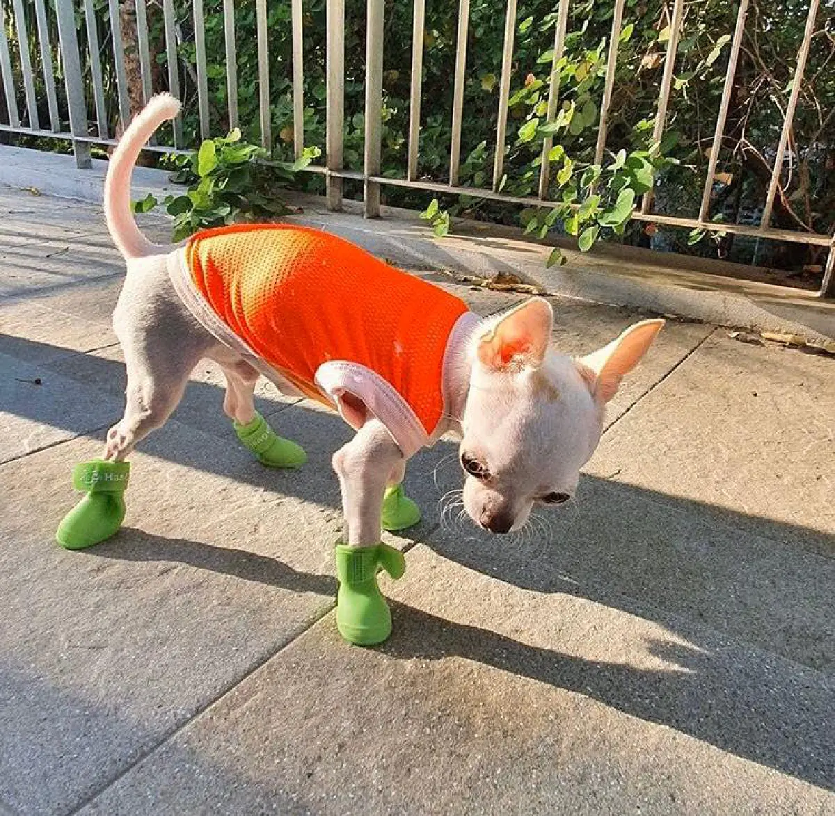 ส่องภาพน่ารัก! ปาล์มมี่ จับน้องหมา แต่งตัวแบบมีสไตล์ด้วยชุด D.I.Y 