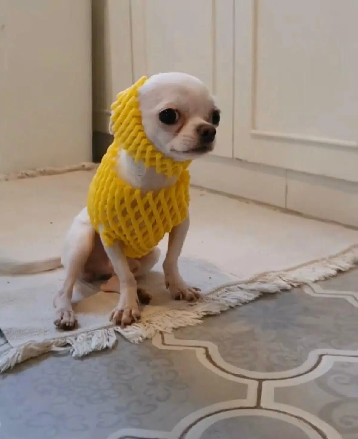 ส่องภาพน่ารัก! ปาล์มมี่ จับน้องหมา แต่งตัวแบบมีสไตล์ด้วยชุด D.I.Y 