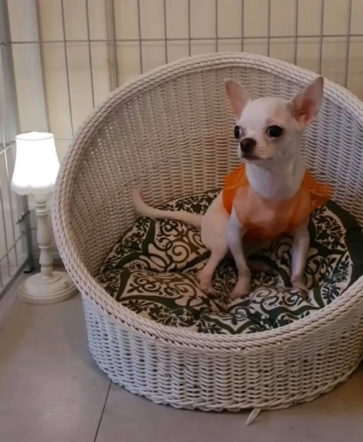 ส่องภาพน่ารัก! ปาล์มมี่ จับน้องหมา แต่งตัวแบบมีสไตล์ด้วยชุด D.I.Y 