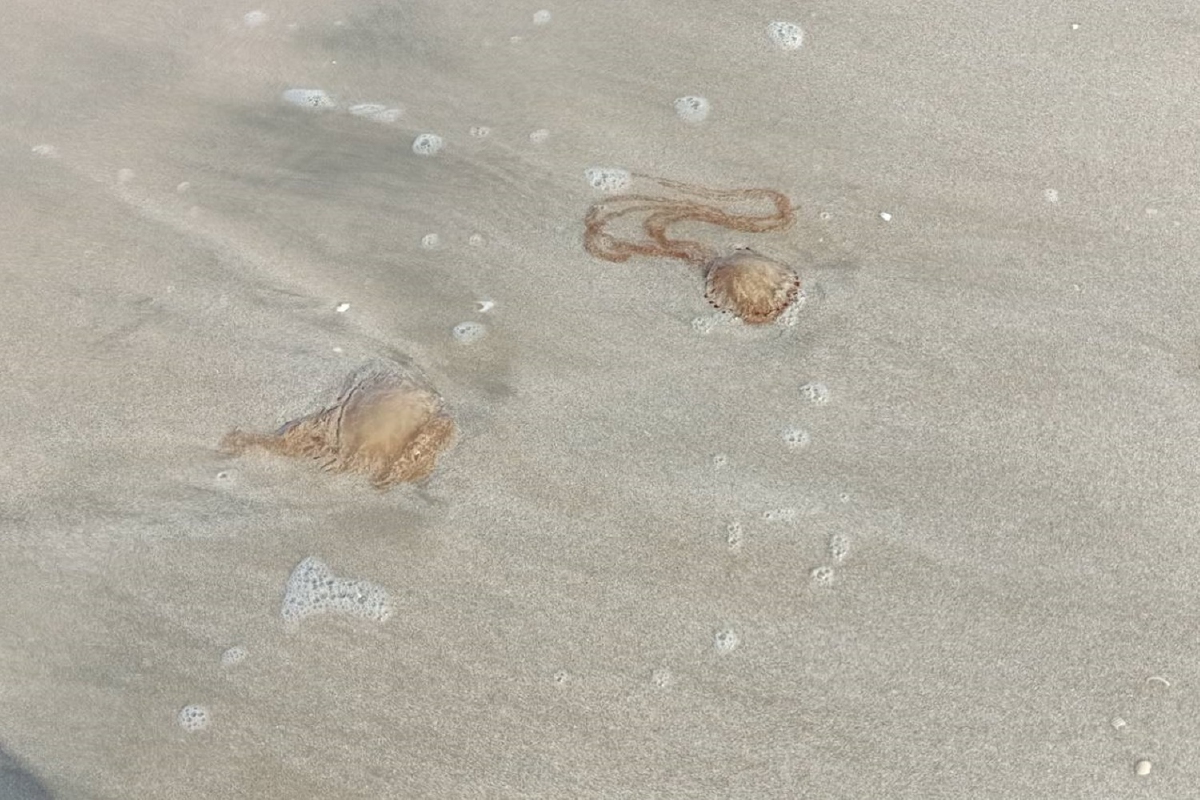 แมงกระพรุนไฟนับหมื่นตัวเกยหาด ชาวบ้านช้อนกุ้งลำบากขาดรายได้ แมงกระพรุนไฟนับหมื่นตัวเกยหาด ชาวบ้านช้อนกุ้งลำบากขาดรายได้