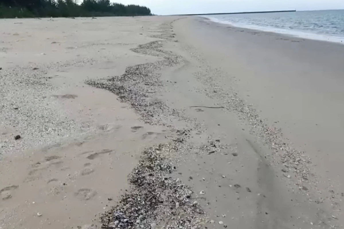 แมงกระพรุนไฟนับหมื่นตัวเกยหาด ชาวบ้านช้อนกุ้งลำบากขาดรายได้