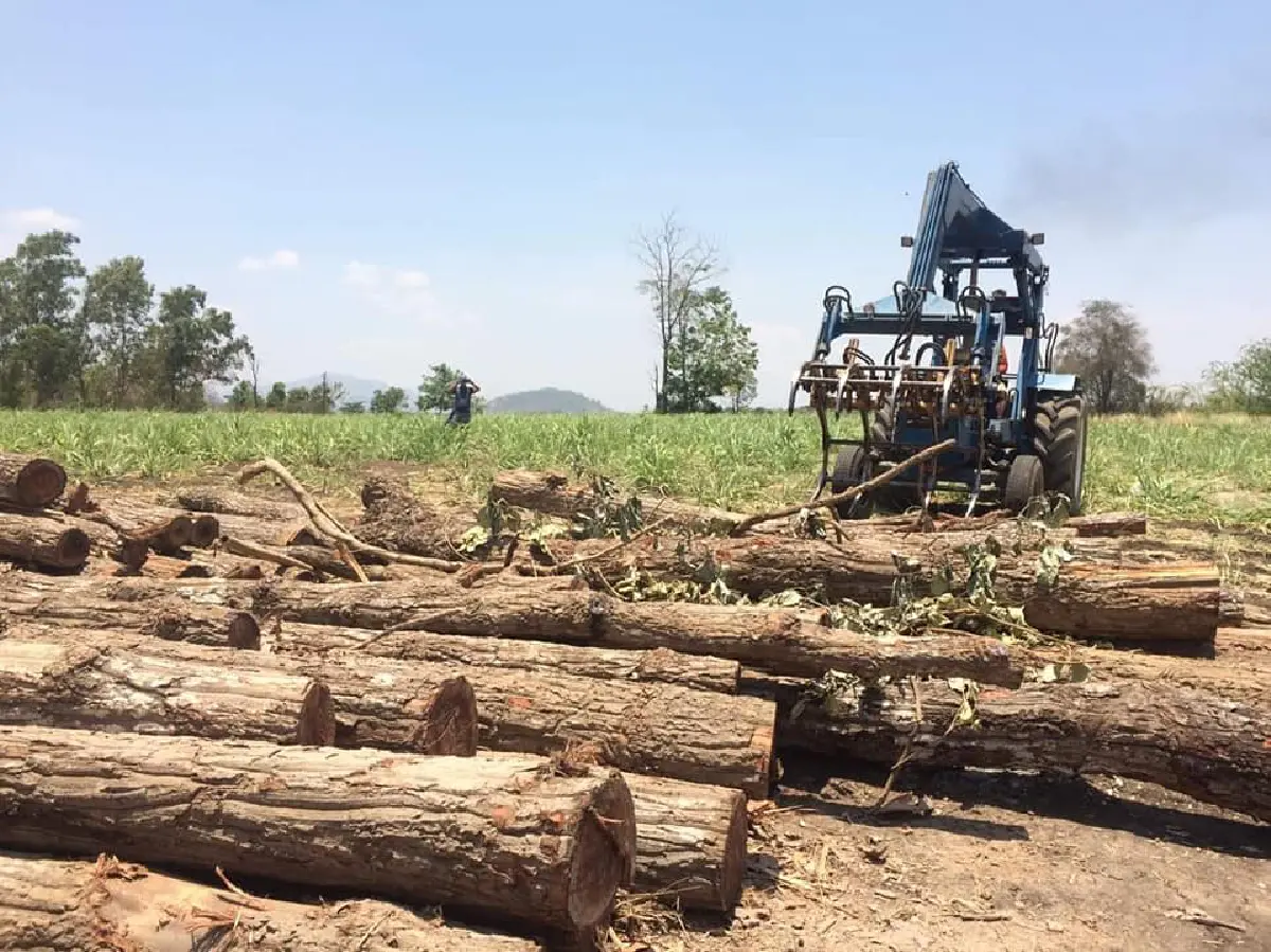 เย้ยกฎหมาย!ทหารบุกจับไม้ซุงกว่า 100 ท่อนของผู้มีอิทธิพลมีสี