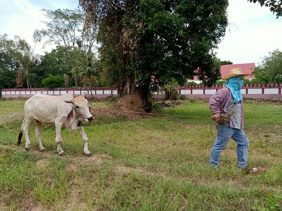 พา"แพนเค้ก"นั่งจยย.พ่วงข้างรับ-ส่งกินหญ้าทุ่งนาทุกวัน