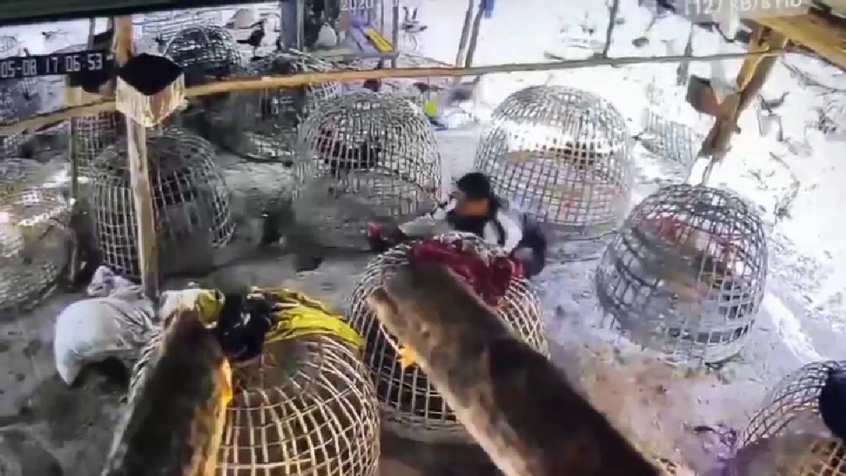 เสร็จกล้อง!รวบทันควันโจรขโมยไก่ชนตัวละครึ่งแสน