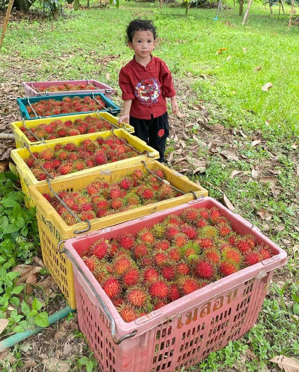 10 ภาพ น้องโพธิ์ ลูกชาย ชาคริต พาทัวร์สวนผลไม้ ปีนี้ออกผลดีมากๆ 
