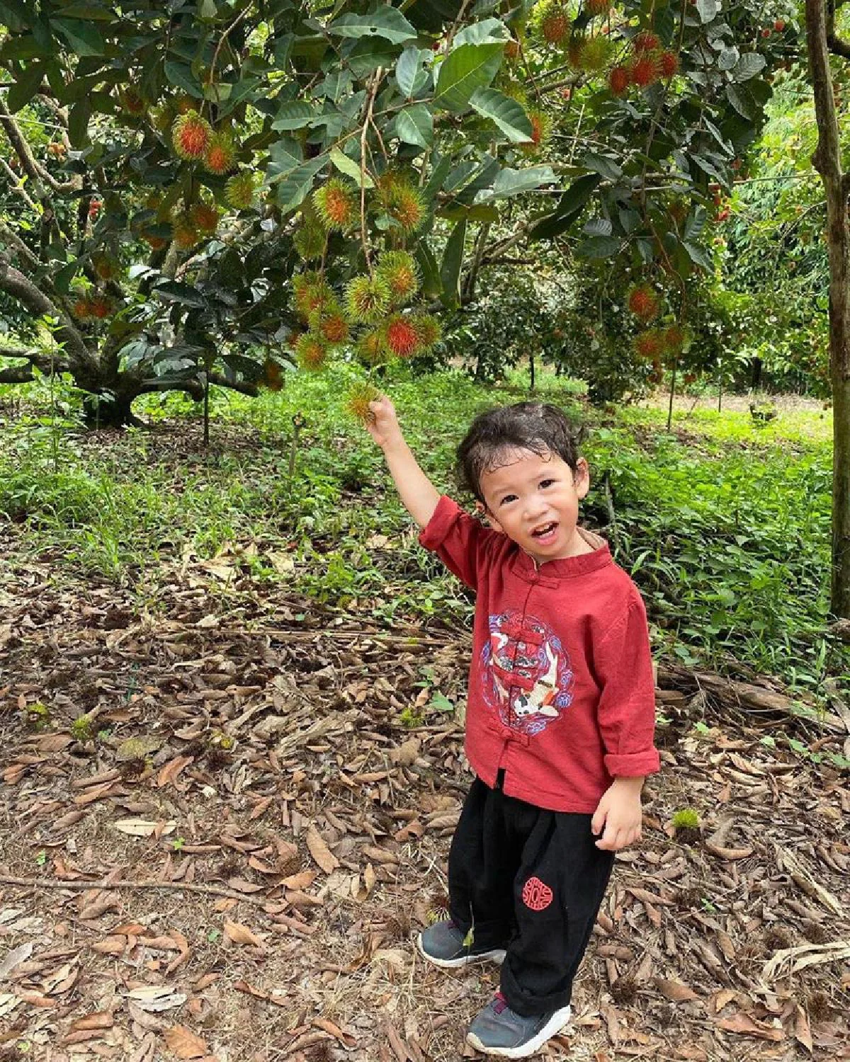 10 ภาพ น้องโพธิ์ ลูกชาย ชาคริต พาทัวร์สวนผลไม้ ปีนี้ออกผลดีมากๆ 