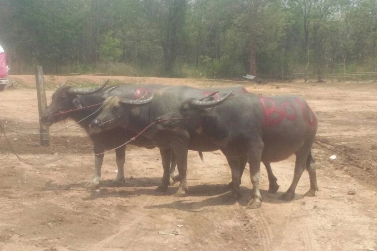 คดีสองผัวเมียลักควายส่อพลิก! ย่องพบผู้เสียหายอีกรายให้ถอนแจ้งความ