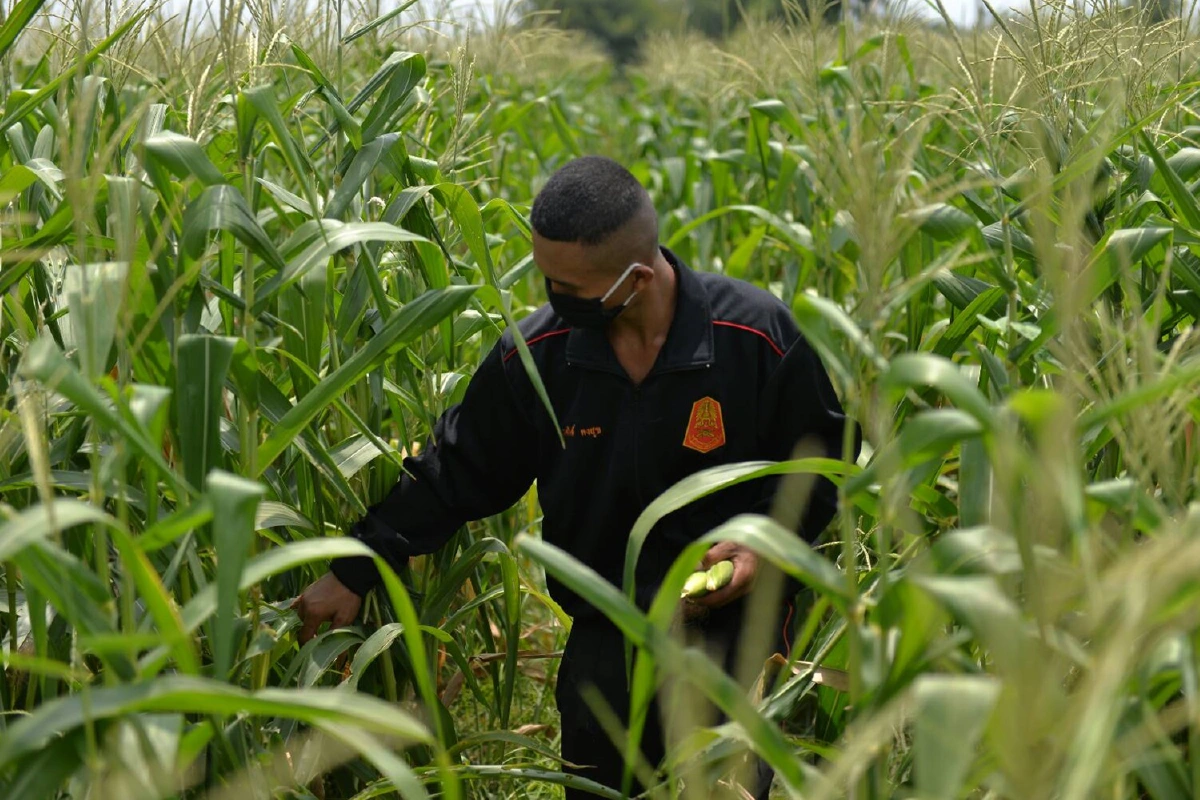 พล.ร.9จัดชุด ARMY DELIVERYบรรเทาความเดือดร้อนโควิด-19