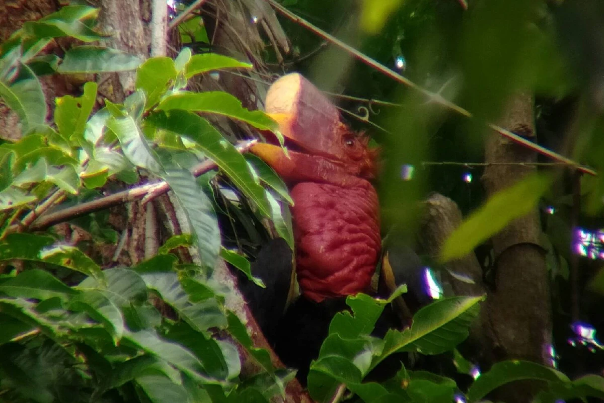 ชมภาพนกลูกชนหินเกิดใหม่พันธุ์หายากในไทย