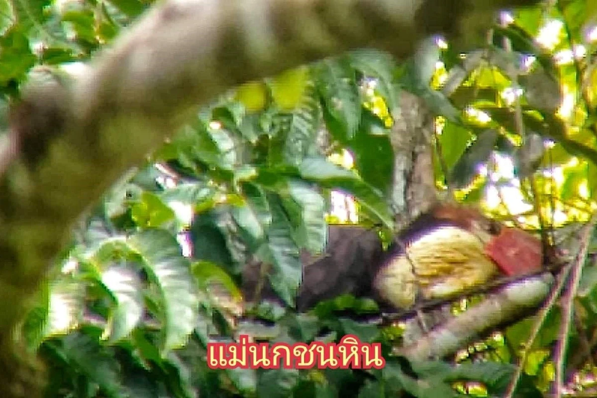 ชมภาพนกลูกชนหินเกิดใหม่พันธุ์หายากในไทย