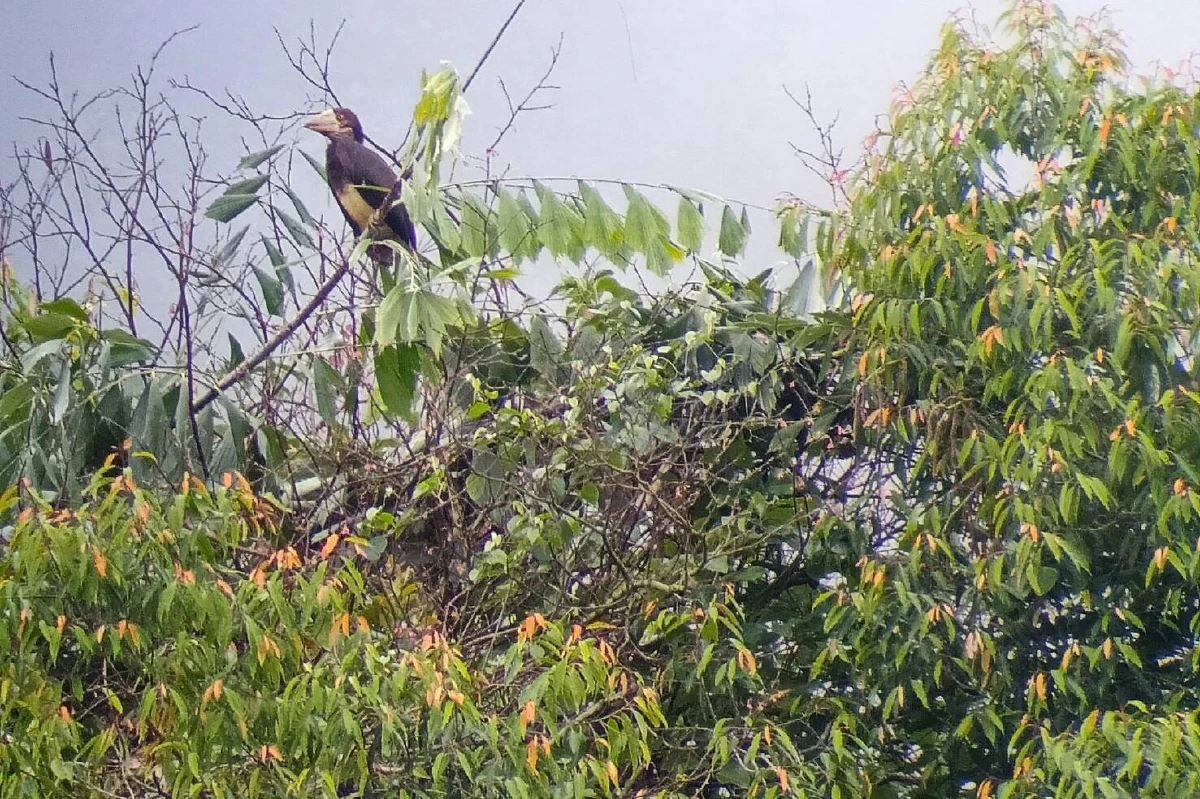 ชมภาพนกลูกชนหินเกิดใหม่พันธุ์หายากในไทย