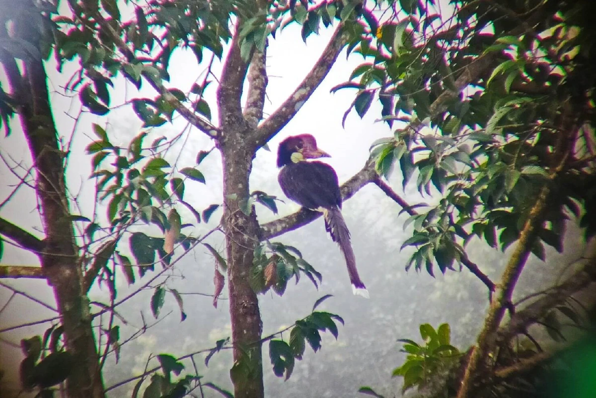 ชมภาพนกลูกชนหินเกิดใหม่พันธุ์หายากในไทย