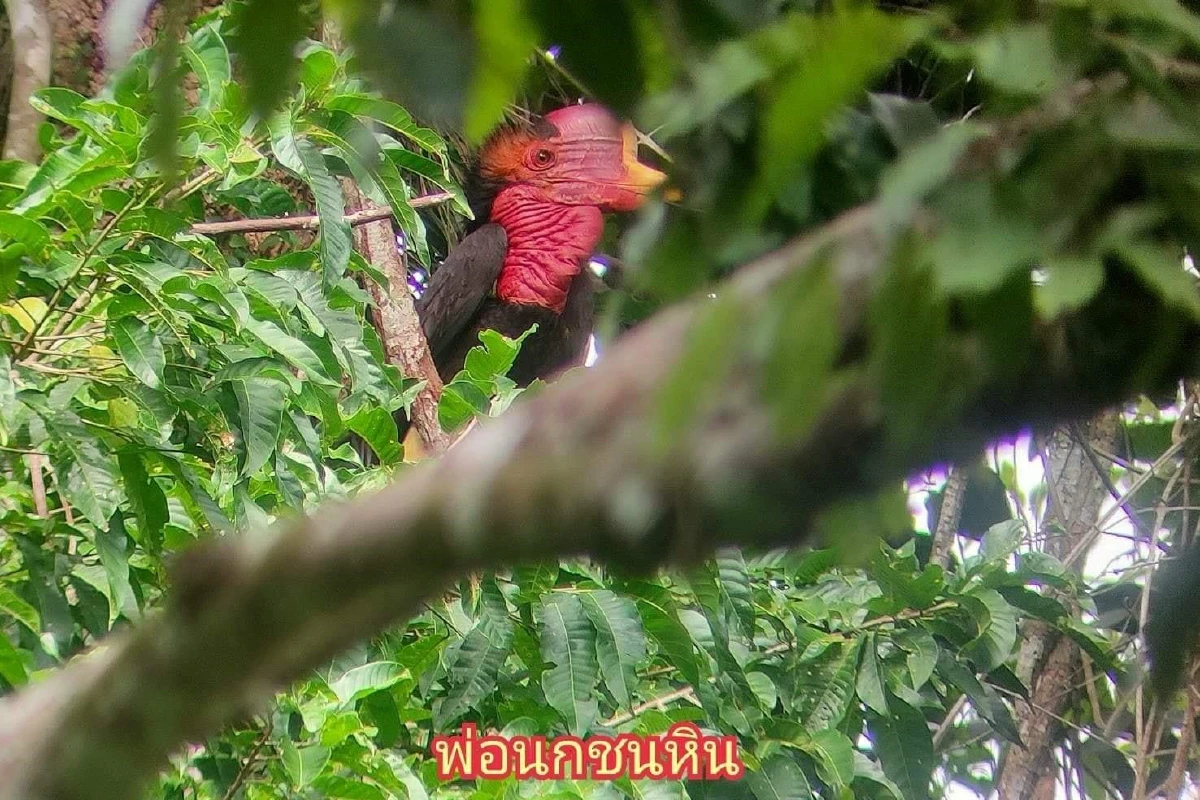 ชมภาพนกลูกชนหินเกิดใหม่พันธุ์หายากในไทย