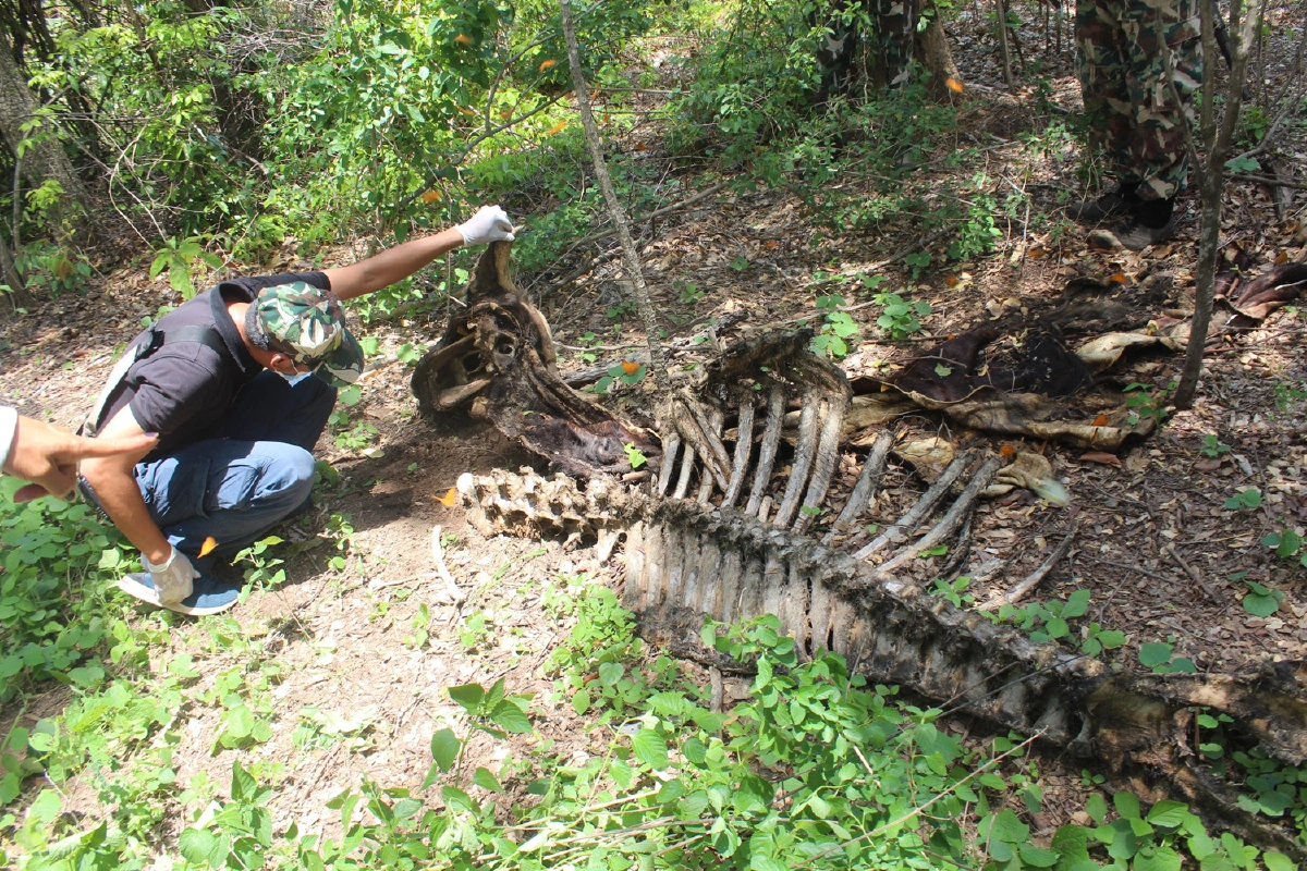 เจอซากกระทิงป่าถูกชำแหละกลางอุทยานทับลานฯ พบตาย 2 ตัวในรอบเดือน