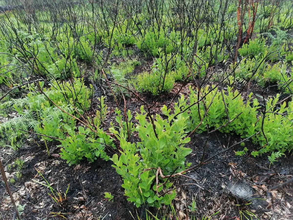 เผยภาพ "ภูกระดึง" กลับมาเขียวขจีอีกครั้ง หลังธรรมชาติฟื้นตัวจากไฟป่า