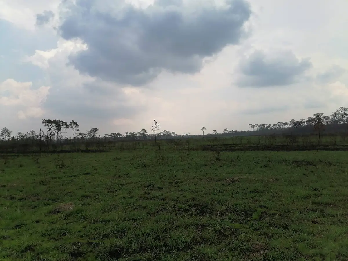 เผยภาพ "ภูกระดึง" กลับมาเขียวขจีอีกครั้ง หลังธรรมชาติฟื้นตัวจากไฟป่า