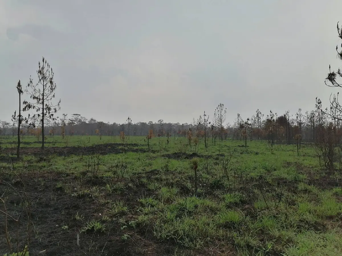 เผยภาพ "ภูกระดึง" กลับมาเขียวขจีอีกครั้ง หลังธรรมชาติฟื้นตัวจากไฟป่า