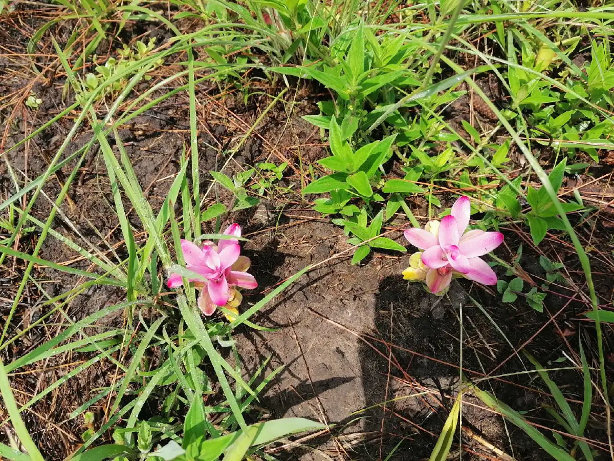 เผยภาพ "ภูกระดึง" กลับมาเขียวขจีอีกครั้ง หลังธรรมชาติฟื้นตัวจากไฟป่า