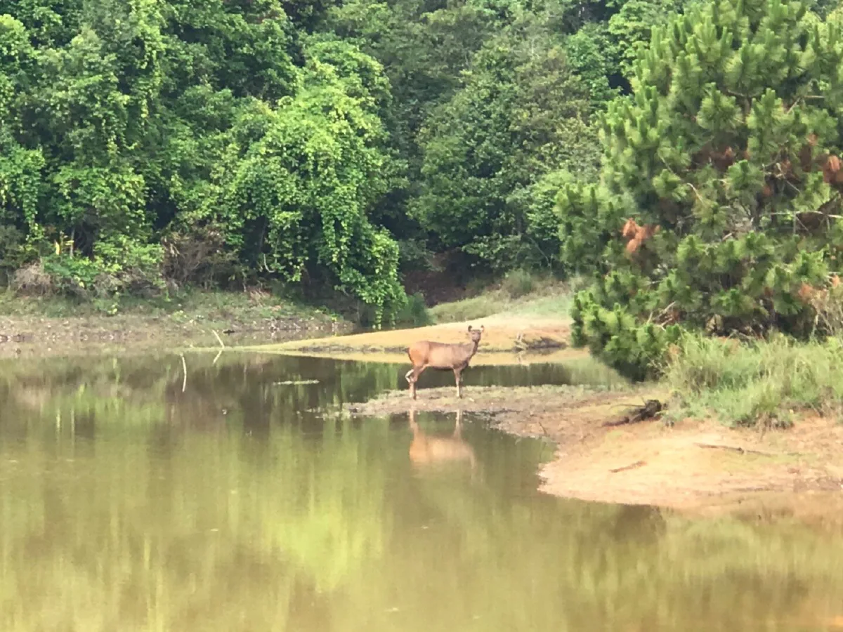 เผยภาพ "ภูกระดึง" กลับมาเขียวขจีอีกครั้ง หลังธรรมชาติฟื้นตัวจากไฟป่า