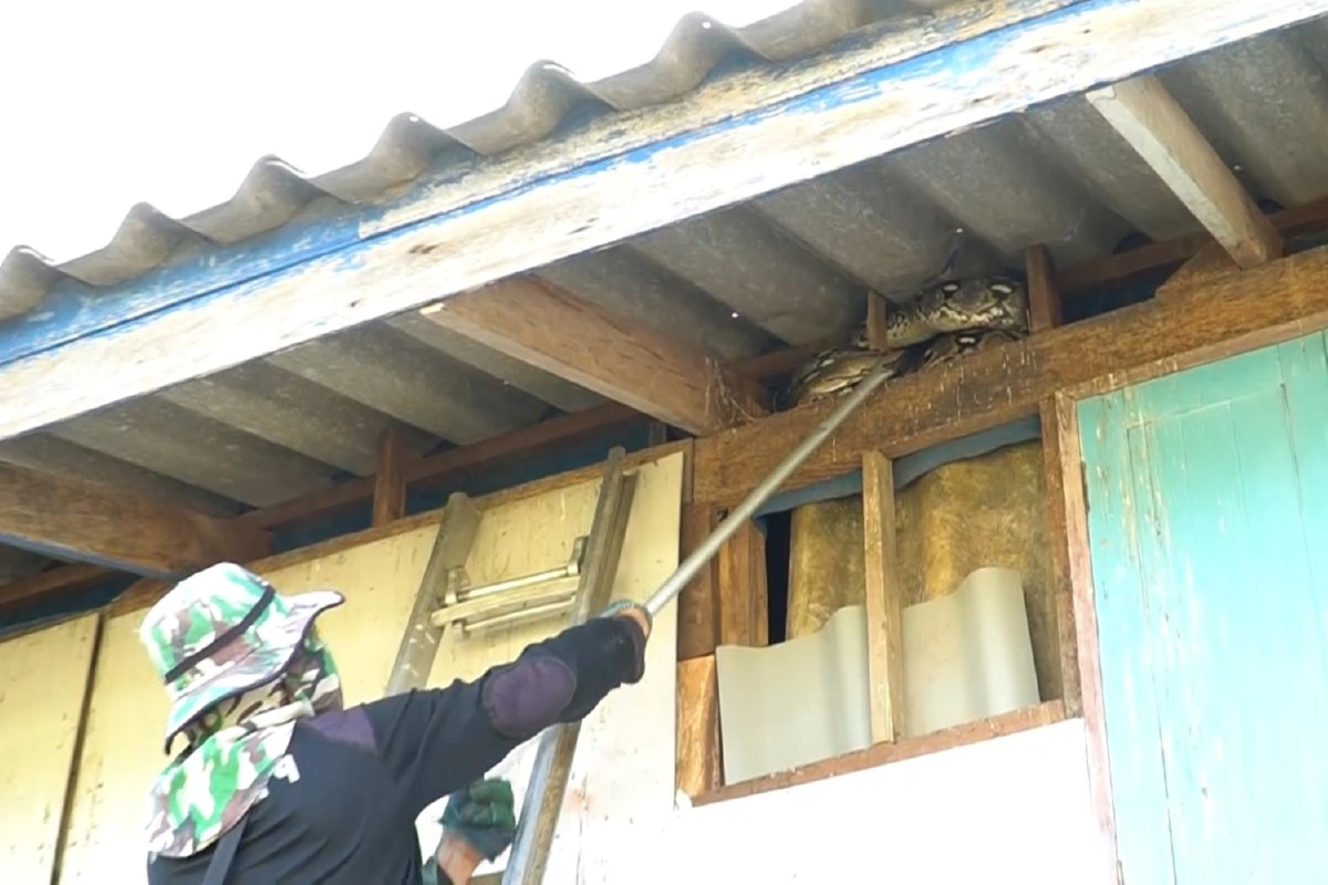 เจ้าบ้านบ้านแทบช็อก!เจองูเหลือมขนาด4เมตรแจ้งกู้ภัยมาช่วยจับ