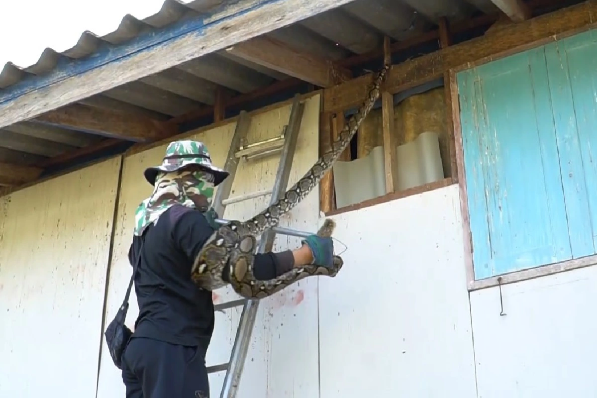 เจ้าบ้านบ้านแทบช็อก!เจองูเหลือมขนาด4เมตรแจ้งกู้ภัยมาช่วยจับ