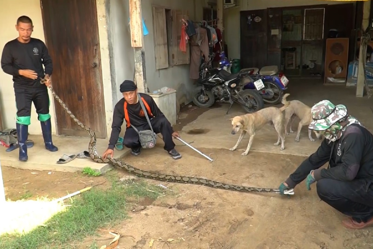 เจ้าบ้านบ้านแทบช็อก!เจองูเหลือมขนาด4เมตรแจ้งกู้ภัยมาช่วยจับ เจ้าบ้านบ้านแทบช็อก!เจองูเหลือมขนาด4เมตรแจ้งกู้ภัยมาช่วยจับ