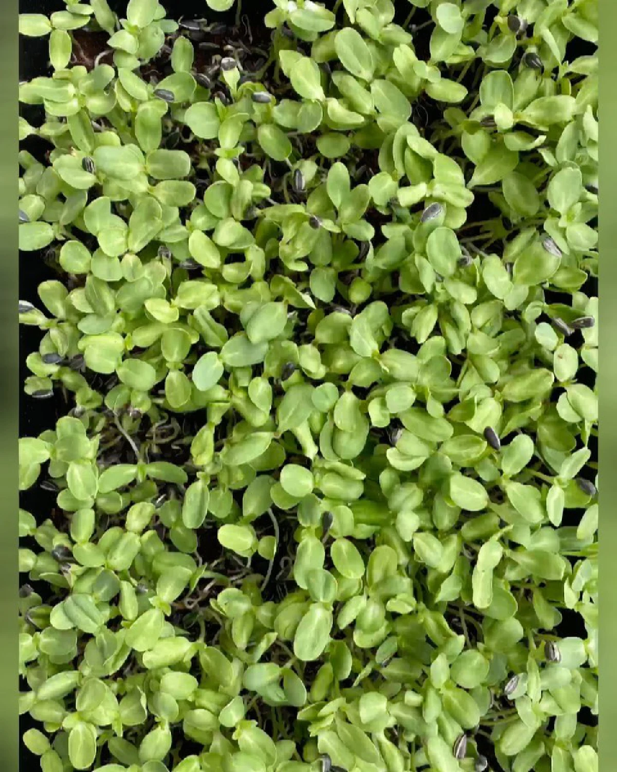 น้ำชา ชีรณัฐ ปลูกผักทานเองบนคอนโด พร้อมเก็บทำเป็นมื้อเย็น (คลิป)