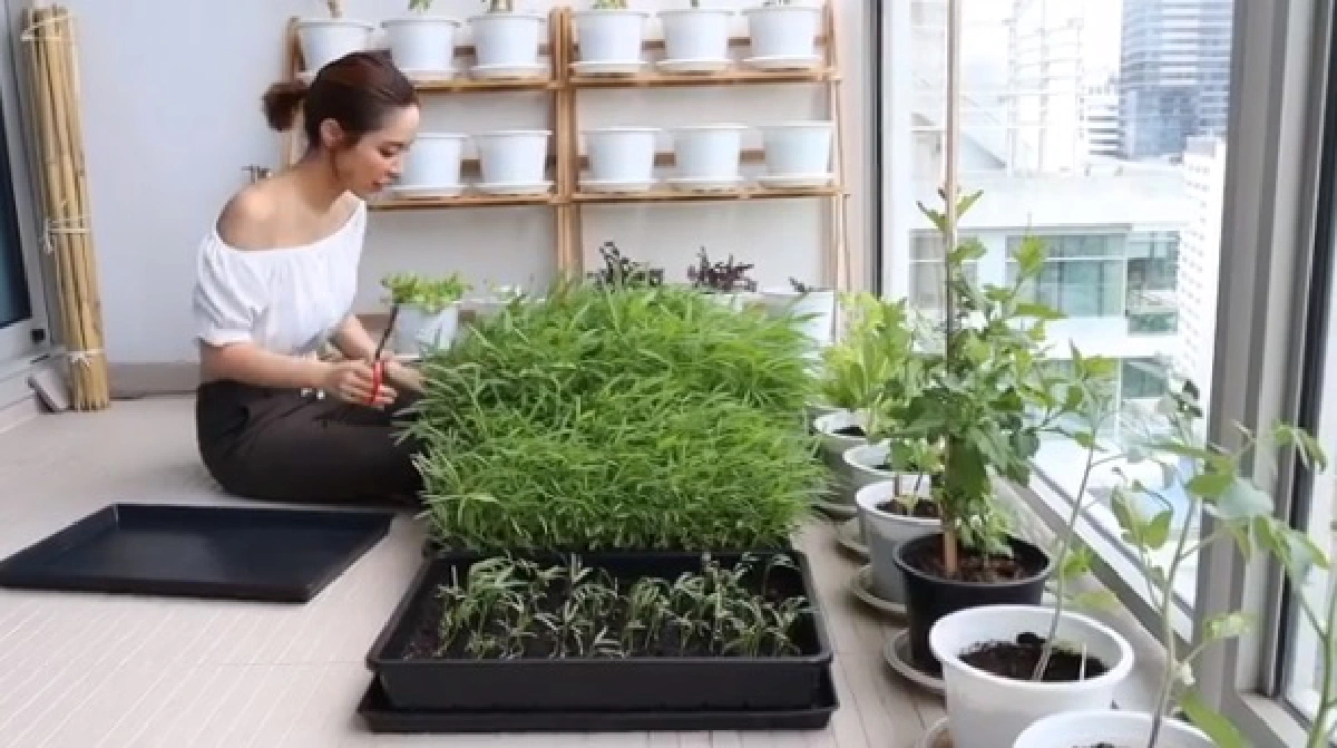 น้ำชา ชีรณัฐ ปลูกผักทานเองบนคอนโด พร้อมเก็บทำเป็นมื้อเย็น (คลิป)