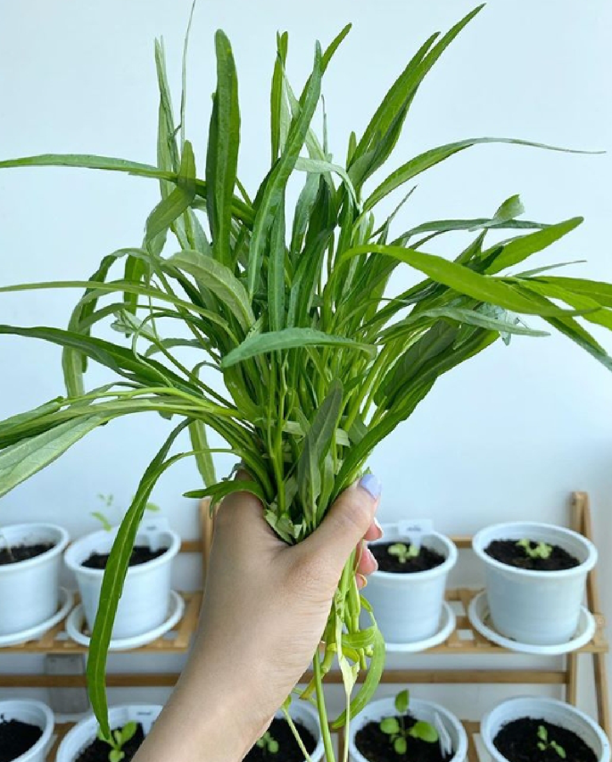 น้ำชา ชีรณัฐ ปลูกผักทานเองบนคอนโด พร้อมเก็บทำเป็นมื้อเย็น (คลิป)