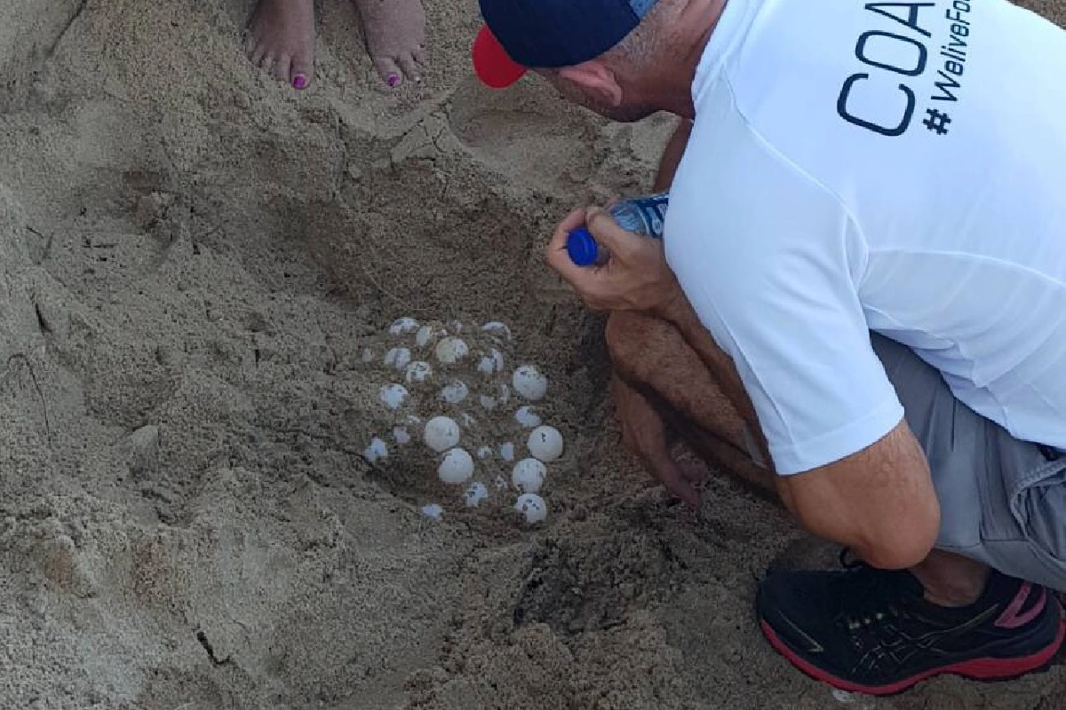 เต่าทะเลวางไข่บนเกาะสมุยมากที่สุดในรอบ10ปีช่วงโควิด-19