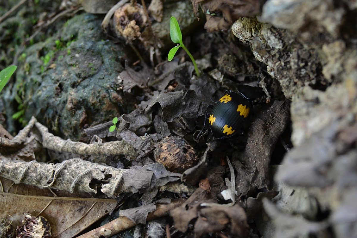 อช.ภูซางปิดโควิด-19ส่งผลดี ระบบนิเวศฟื้นตัวสัตว์ป่าหายากโผล่