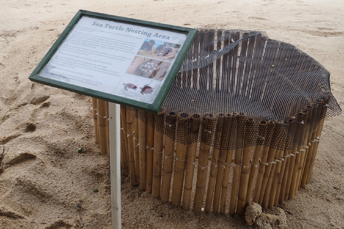 เต่าทะเลวางไข่บนเกาะสมุยมากที่สุดในรอบ10ปีช่วงโควิด-19