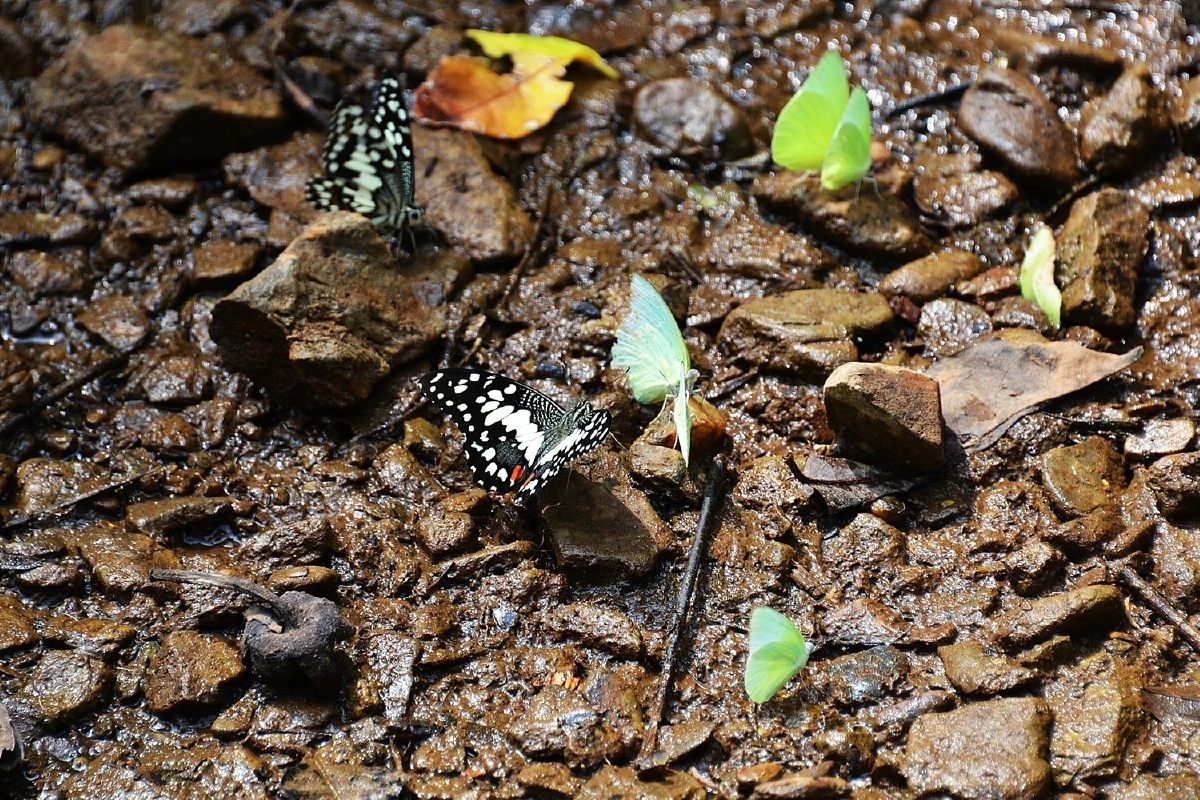 อช.ภูซางปิดโควิด-19ส่งผลดี ระบบนิเวศฟื้นตัวสัตว์ป่าหายากโผล่