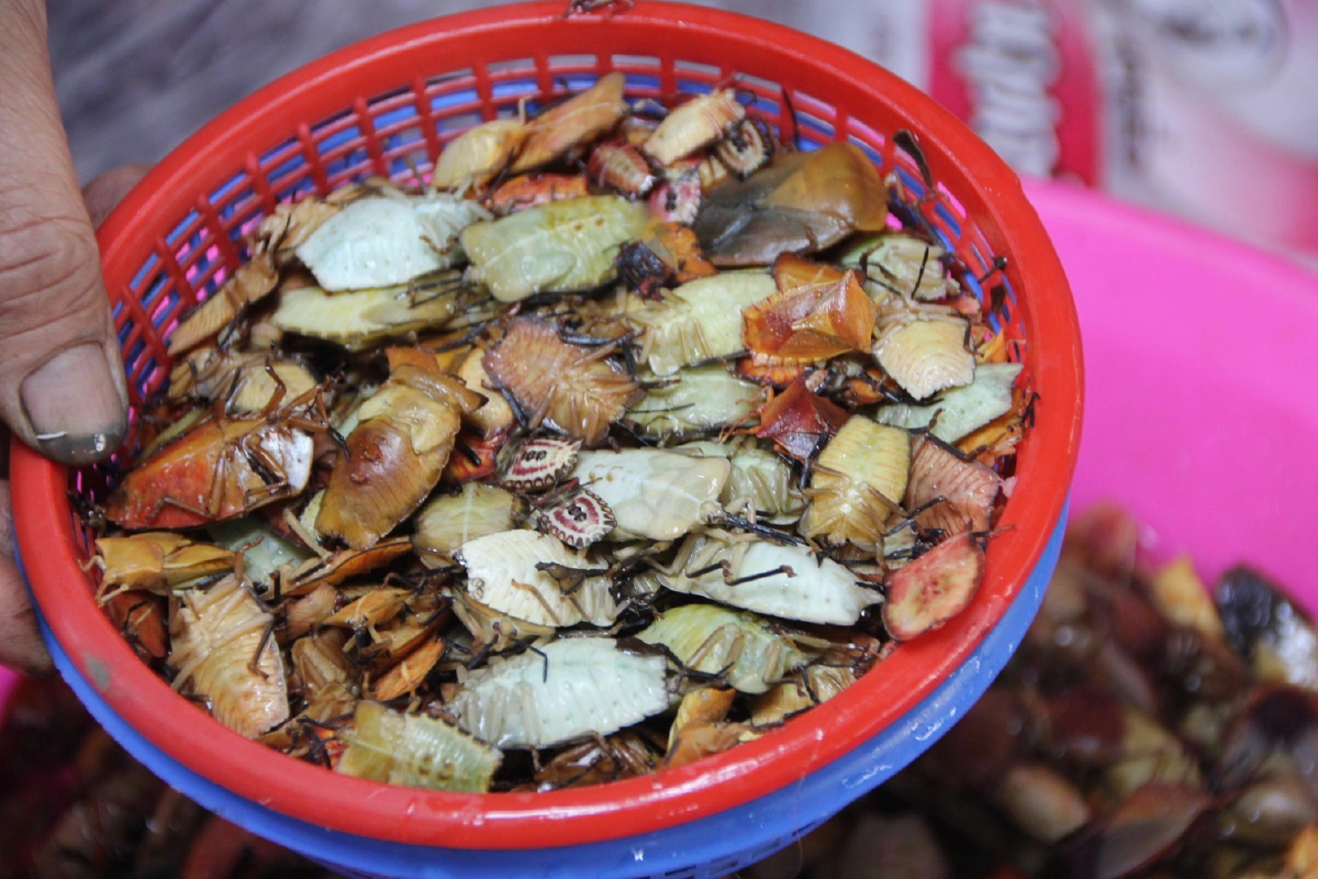 ชาวบ้านแห่เก็บเห็ดเผาะ-แมงแคงของป่าหายากราคาแพง