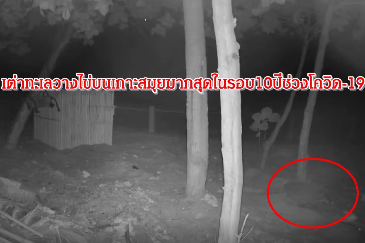 เต่าทะเลวางไข่บนเกาะสมุยมากที่สุดในรอบ10ปีช่วงโควิด-19 เต่าทะเลวางไข่บนเกาะสมุยมากที่สุดในรอบ10ปีช่วงโควิด-19
