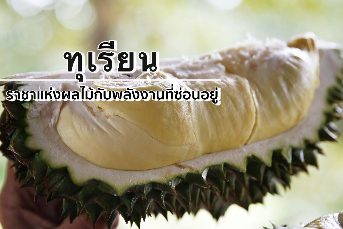 'ทุเรียน' ราชาแห่งผลไม้กับพลังงานที่ซ่อนอยู่ 'ทุเรียน' ราชาแห่งผลไม้กับพลังงานที่ซ่อนอยู่