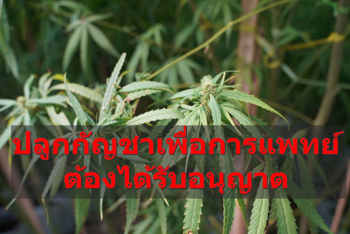 ปปส.เตือน "ปลูกกัญชาเพื่อการแพทย์" ต้องได้รับอนุญาตจาก "อย." ปปส.เตือน "ปลูกกัญชาเพื่อการแพทย์" ต้องได้รับอนุญาตจาก "อย."