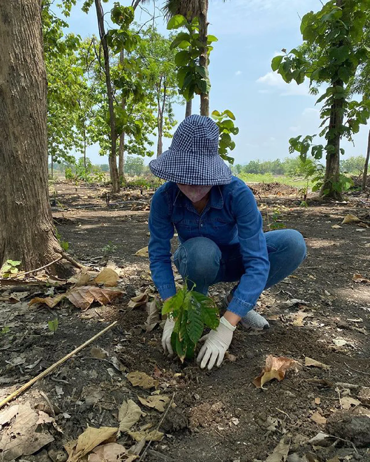 “ตั๊ก บงกช” พาชม “ไร่เบญจรงคกุล” พ่อแม่ลูกช่วยกันปลูกต้นโกโก้อย่างสนุกสนาน