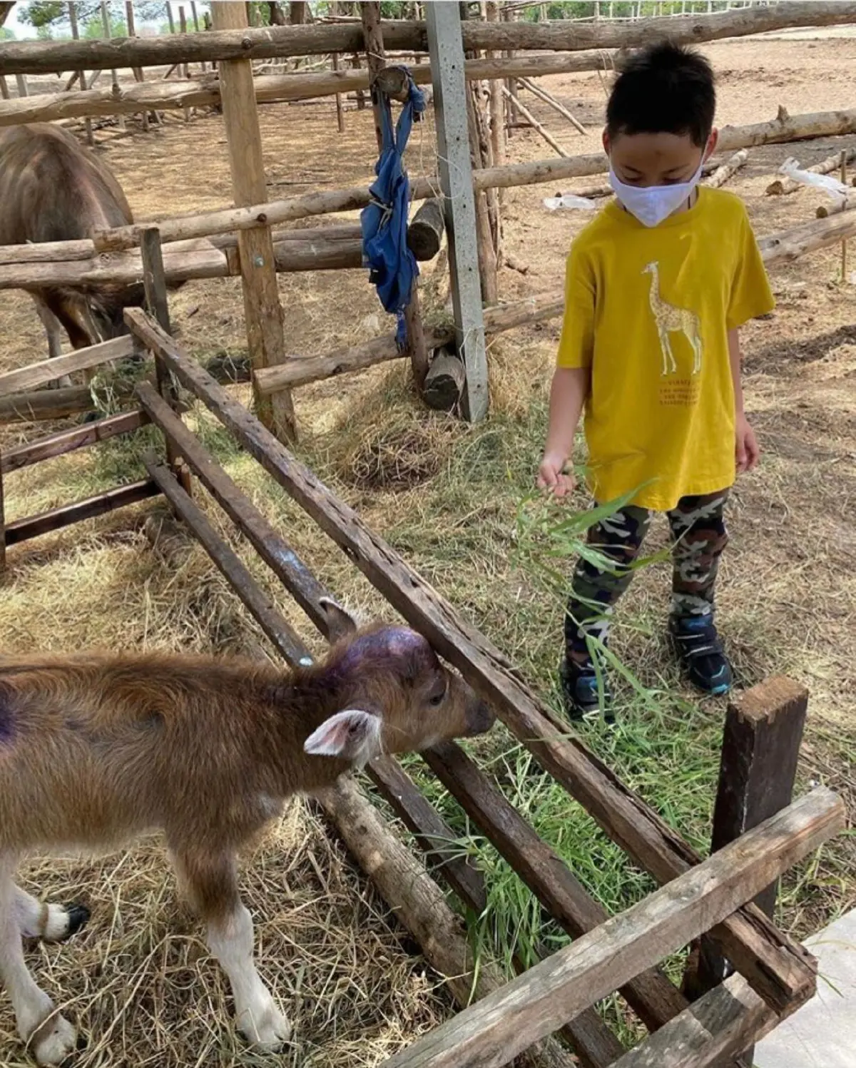 “ตั๊ก บงกช” พาชม “ไร่เบญจรงคกุล” พ่อแม่ลูกช่วยกันปลูกต้นโกโก้อย่างสนุกสนาน