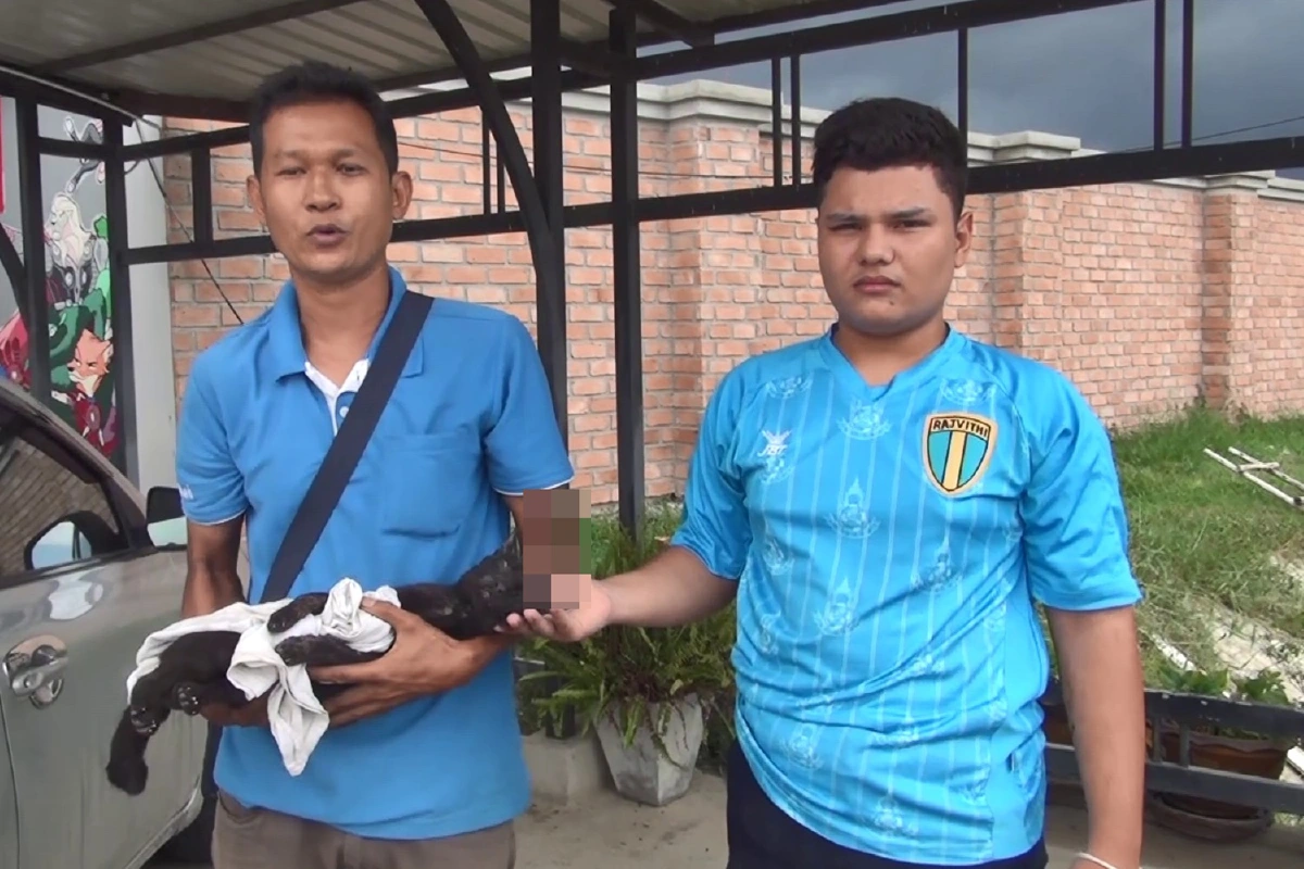 แมวจรจัดถูกลูกดอกปักคาหัว หนีตายหน้าอู่ซ่อมรถ คาดฝีมือคนใจร้าย