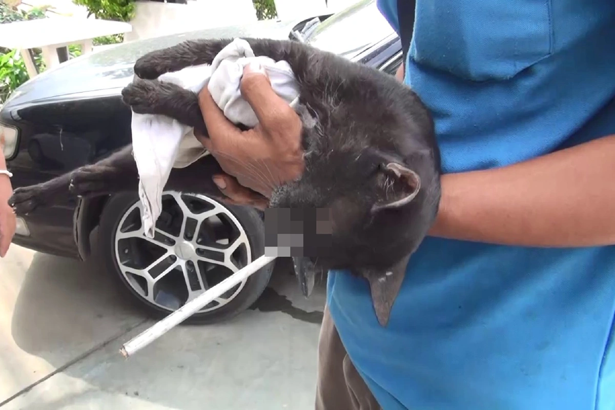 แมวจรจัดถูกลูกดอกปักคาหัว หนีตายหน้าอู่ซ่อมรถ คาดฝีมือคนใจร้าย