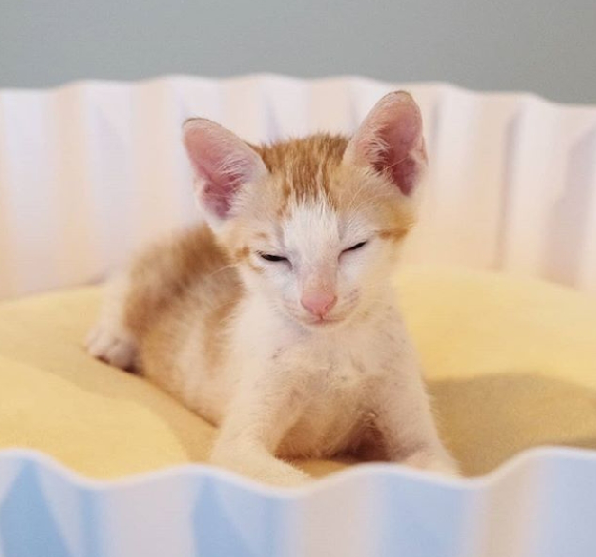 "มิว นิษฐา" ไม่พลาดขอถ่ายรูปด้วย “น้องส้มหยุด" ลูกแมวเซเลบแมวของ "โย่ง อาร์มแชร์"