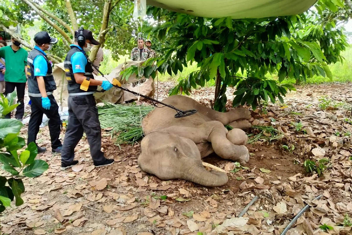 คืบหน้าช้างป่าล้มป่วย ตำรวจสแกนเจอวัตถุโลหะในตัว5จุด
