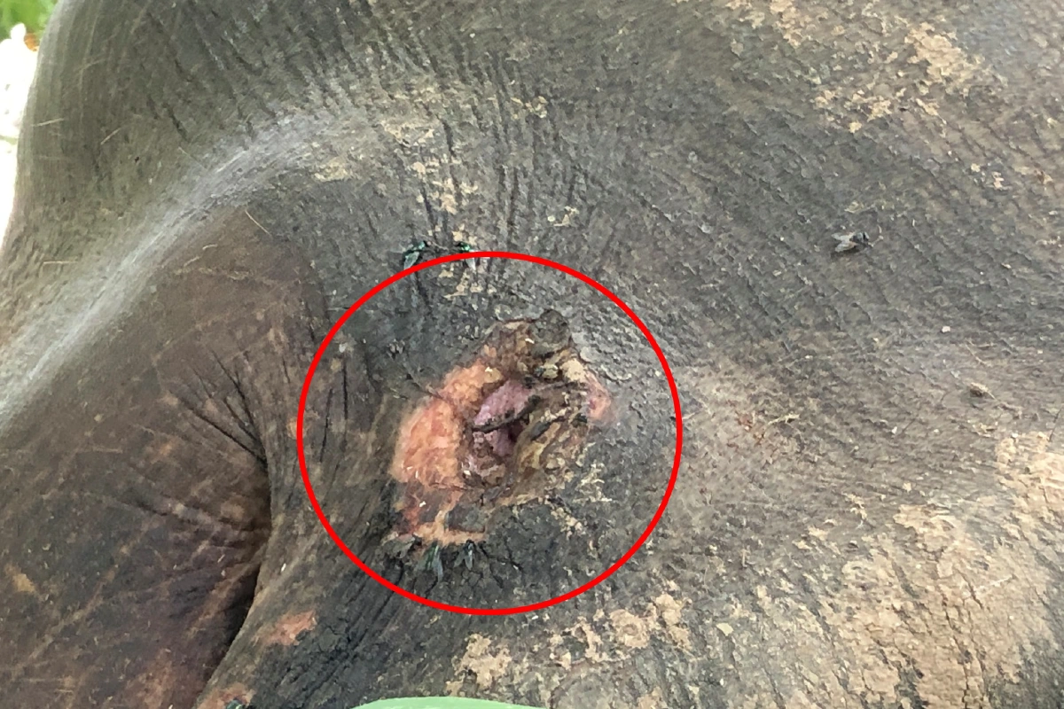 พบช้างป่าล้มป่วยซูบผอมกระดูกสันหลังโผล่ 