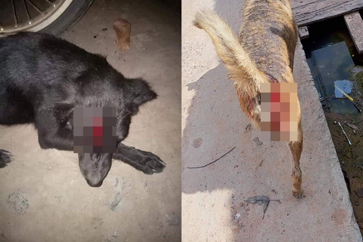 ตำรวจคุมหนุ่มคลั่งยิงหนังสติ๊กใช้มีดฟันสุนัขเจ็บหลายตัว