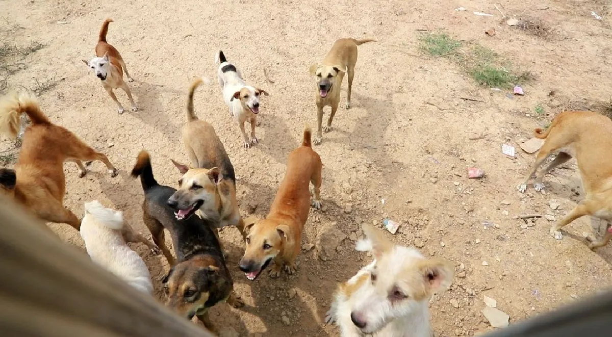 พระราชทานอาหารสัตว์ให้สถานสงเคราะห์สัตว์บ้านตลก"ต๊ะติ๋งโหน่ง"