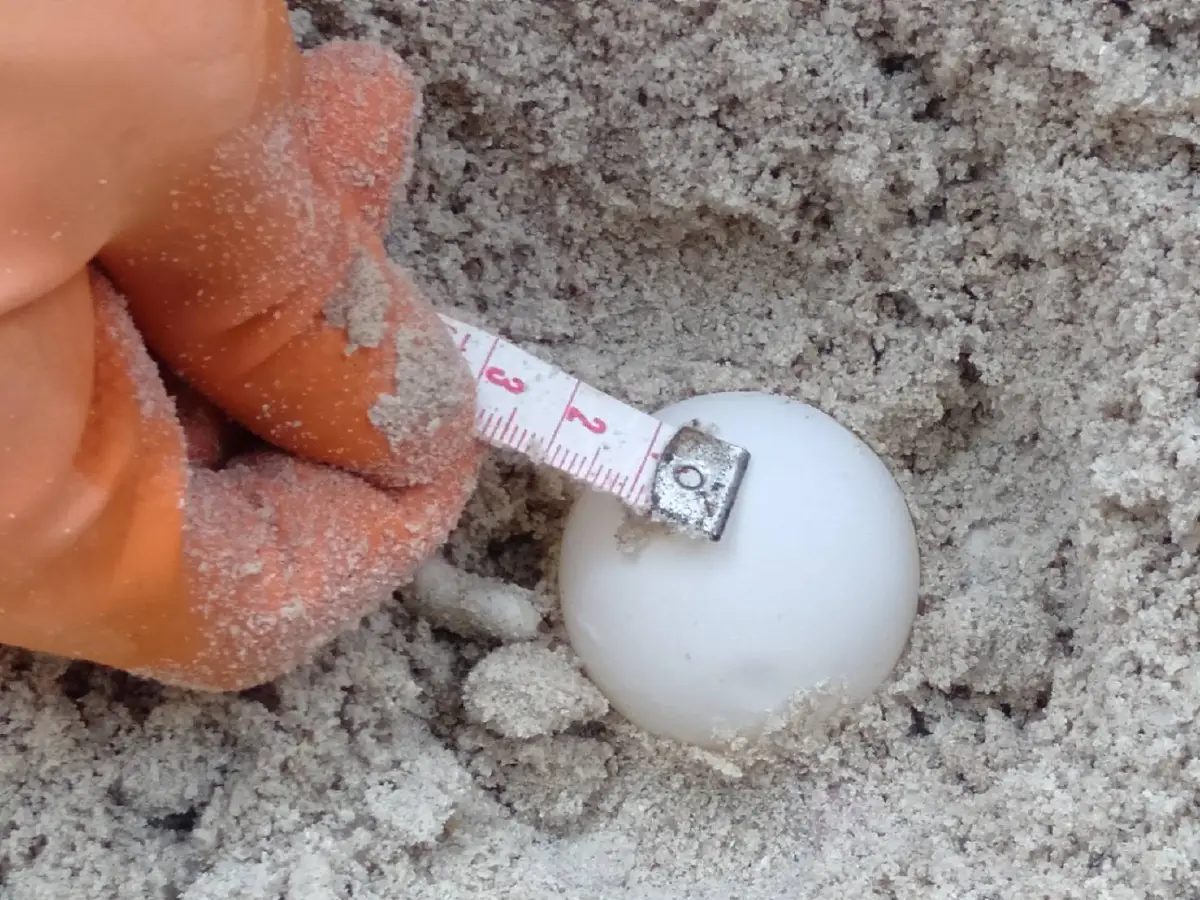 เต่าทะเลขึ้นมาวางไข่บนชายหาดเกาะสมุยมากสุดในรอบ 10 ปี