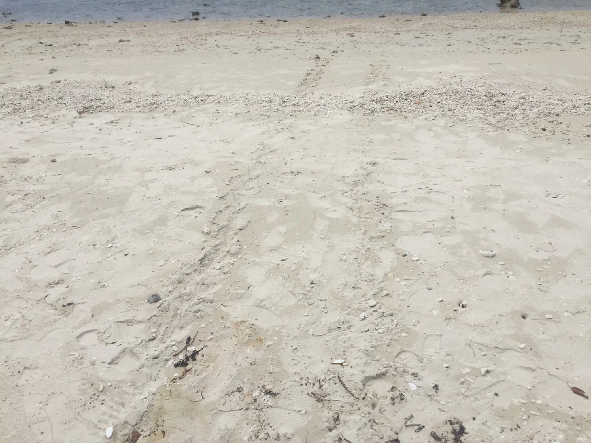 เต่าทะเลขึ้นมาวางไข่บนชายหาดเกาะสมุยมากสุดในรอบ 10 ปี