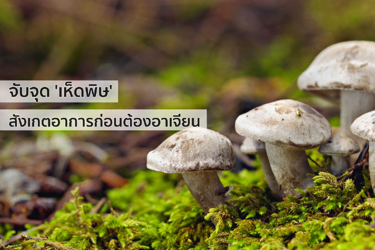 จับจุด 'เห็ดพิษ' พร้อมสังเกตอาการก่อนต้องอาเจียน จับจุด 'เห็ดพิษ' พร้อมสังเกตอาการก่อนต้องอาเจียน
